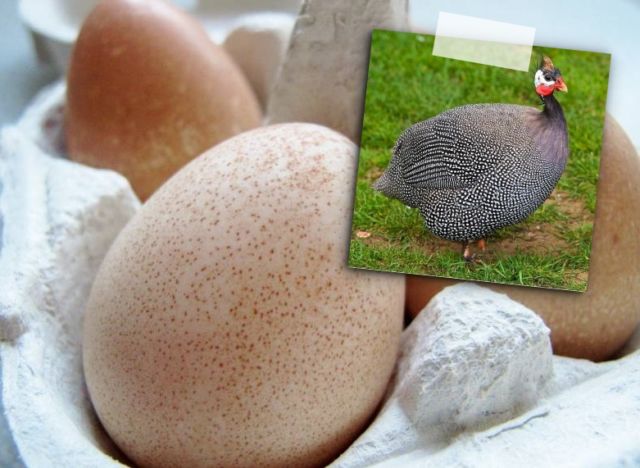 7 Telur Hewan Yang Bisa Dikonsumsi Selain Ayam